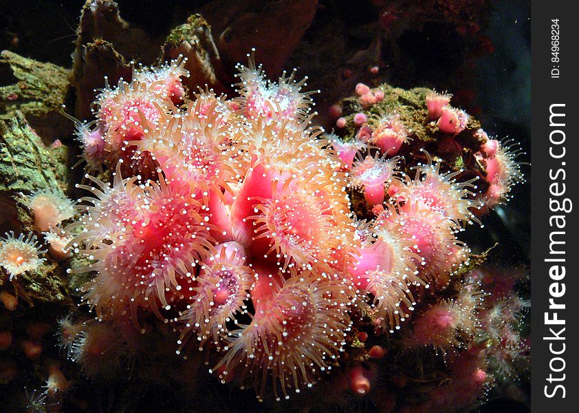 Monterey Aquarium. Anemones