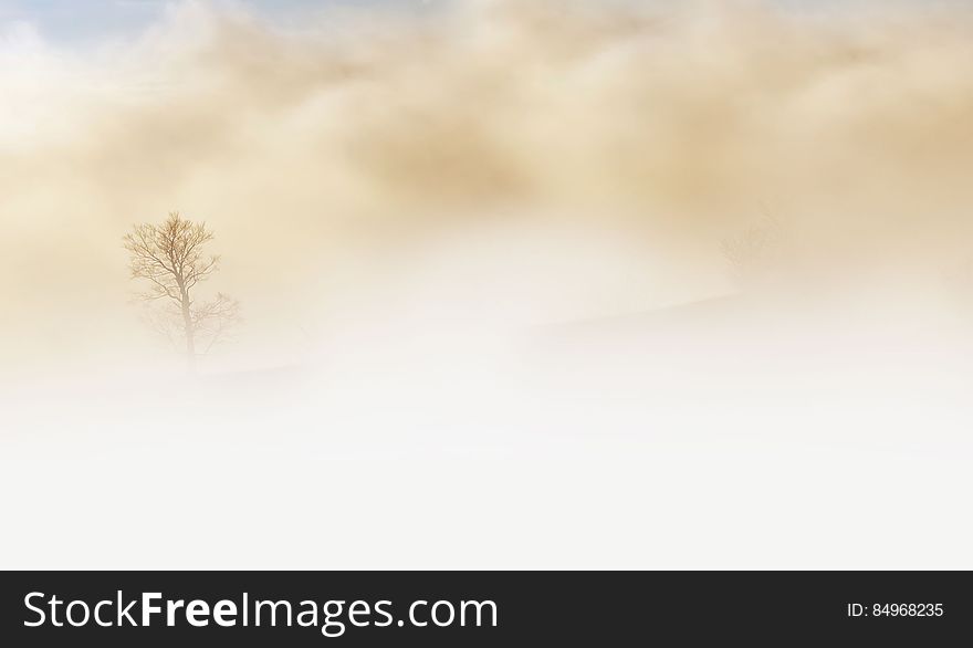 Bare Tree Duting Sand Storm