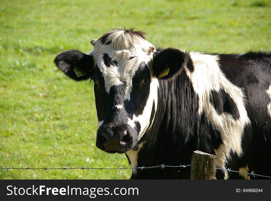 Black and White Cow in Green Grass Field