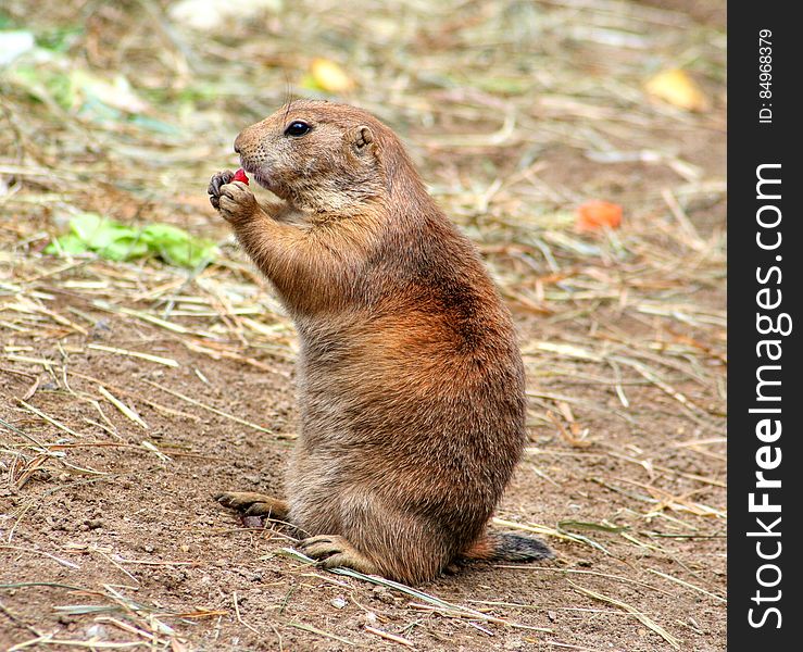 Brown and Gray Prairie Dog