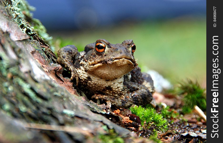 Selective Focus Photography of a Brown and Black Frog
