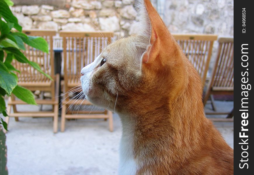 Side View of Orange Tabby Looking at Green Plant