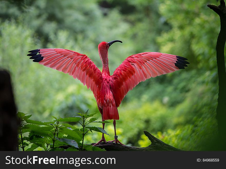 Flamingo Spreading Its Wings