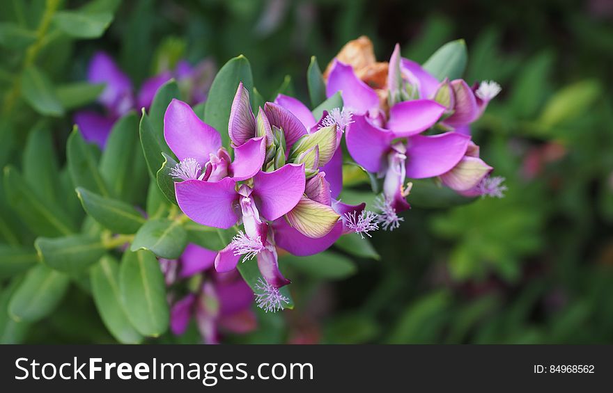 Close Up Photography Of Purple Flower