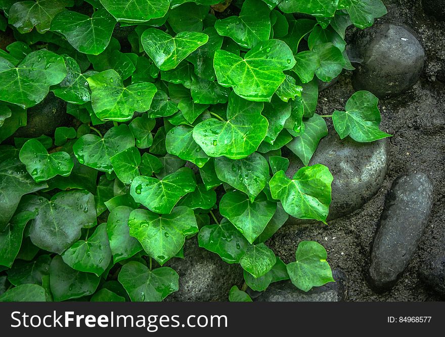 Green Leaf on Ground Besides Black Stones