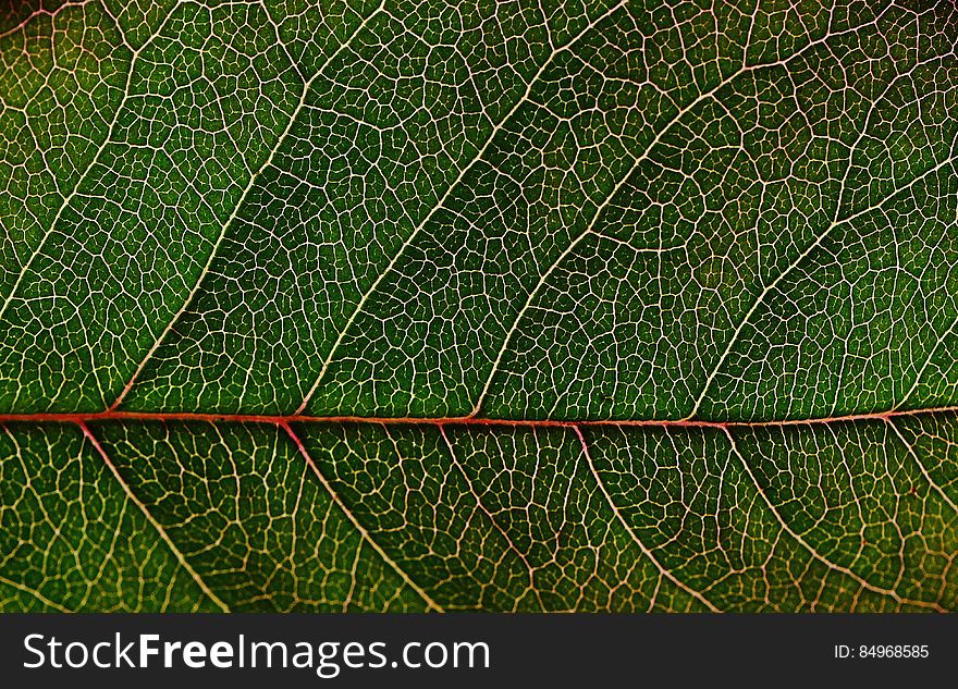 Green Leaf in Macro Photography