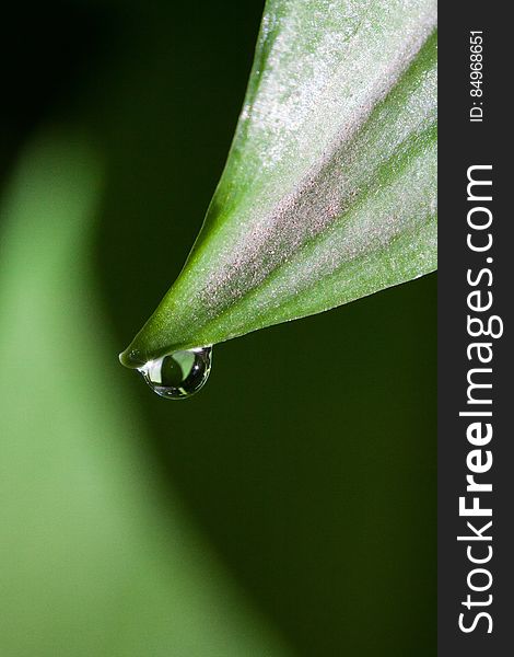 Green Leaf in Closeup Photography