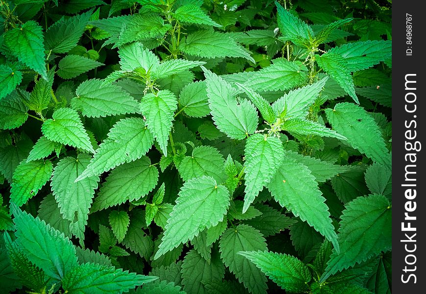 Stinging Nettles