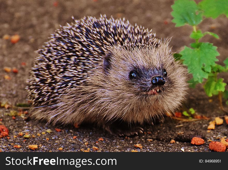 An European brown hedgehog outdoors. An European brown hedgehog outdoors.