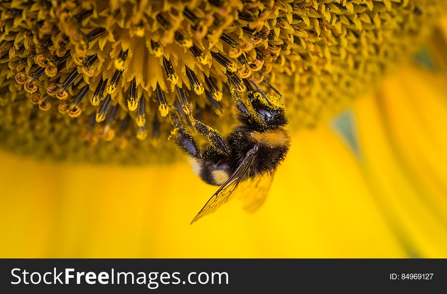 A bumblebee walking on a sunflower blossom. A bumblebee walking on a sunflower blossom.