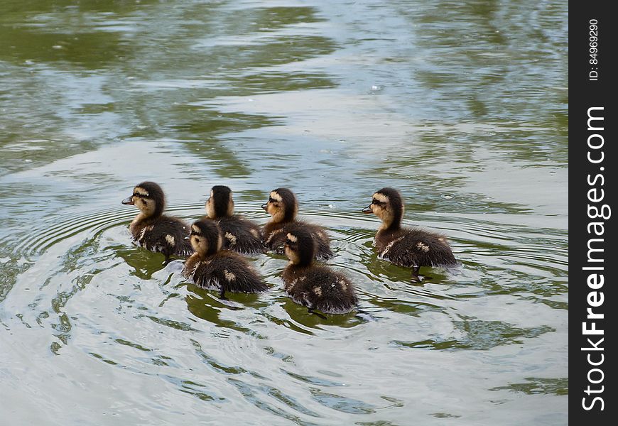 Swimming away from the scary camera. ;&#x29;. Swimming away from the scary camera. ;&#x29;