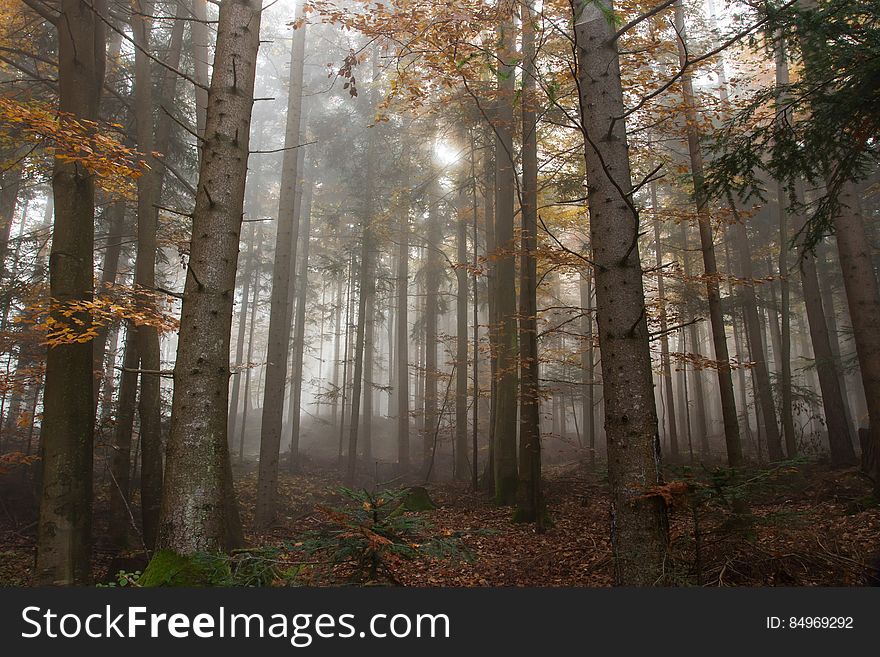 A view in a foggy autumn forest.