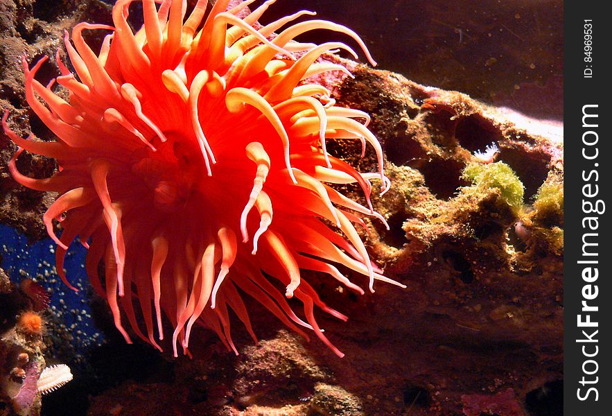 Monterey Aquarium. anemones