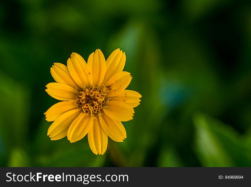 A close up of a yellow flower on green grass.