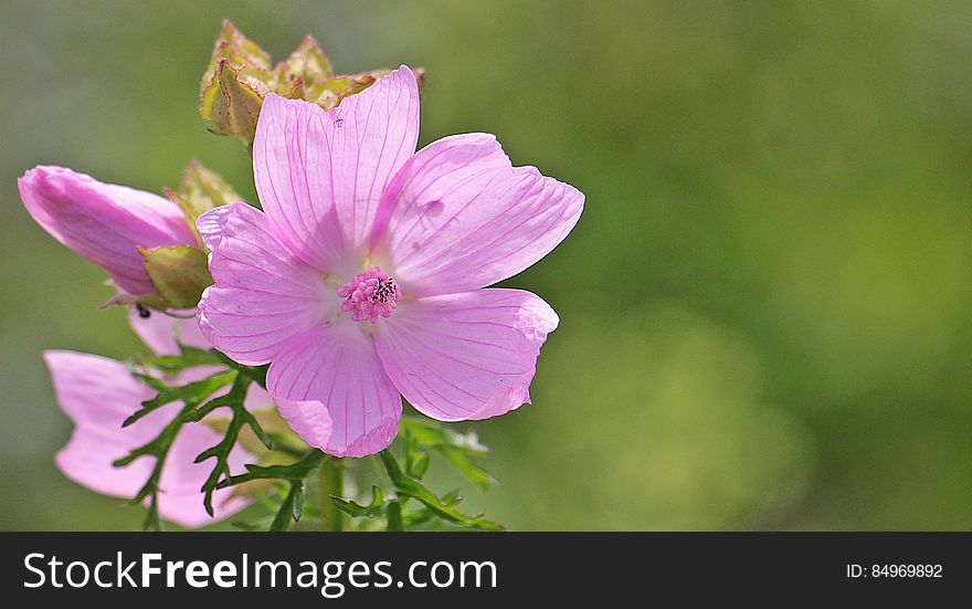 Selective Focus Photography of 5 Petaled Purple Flower during Day Time