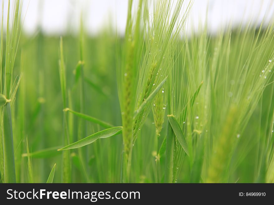 A close up of a field with green wheat crops with dew drops on them. A close up of a field with green wheat crops with dew drops on them.