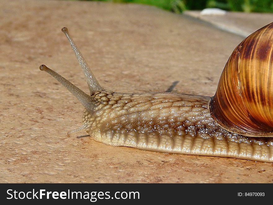 Brown And Grey Snail