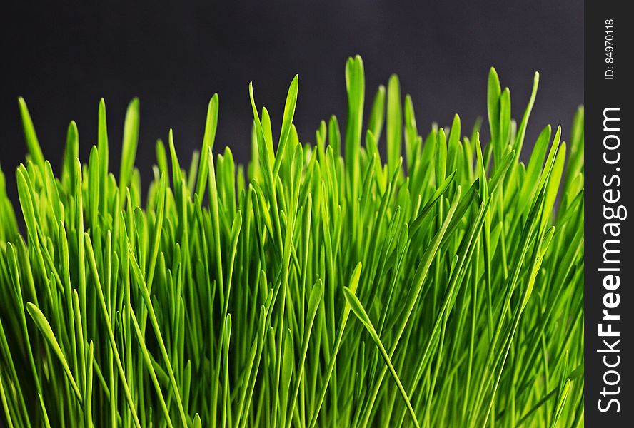 A close up of fresh growing green grass.