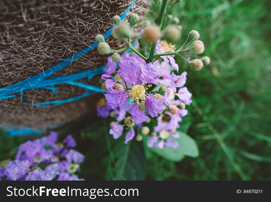 Closeup with shallow depth of field of purple and yellow wildflowers growing outdoors.