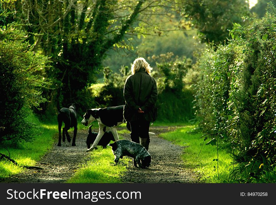 Woman in Black Jacket and 4 Dogs Walking on Dirt Path Between Trees