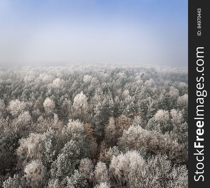 Aerial view of forest in winter