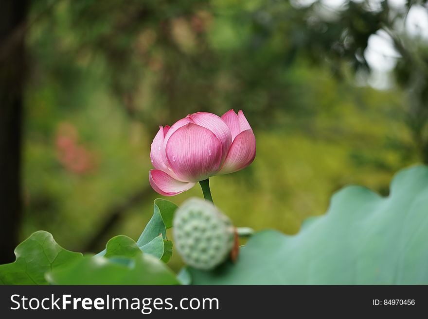 Blooming pink lotus flower