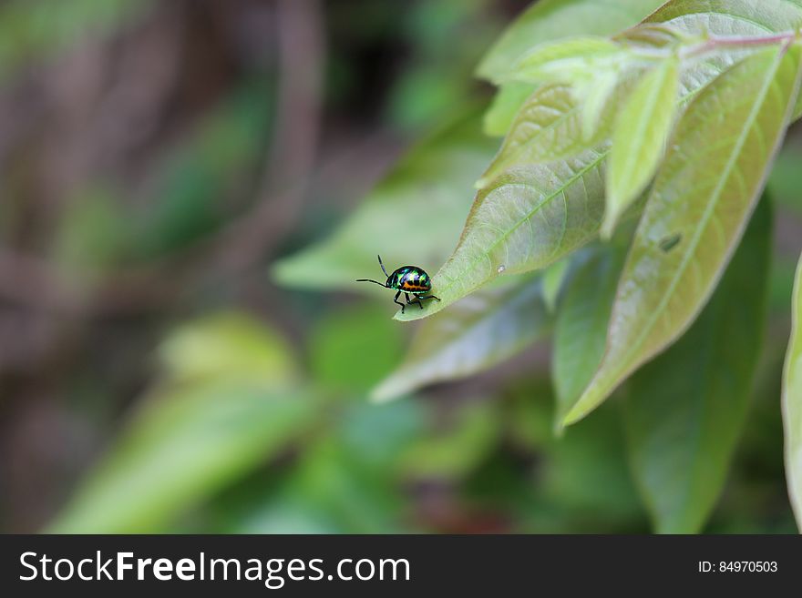 Metallic Beetle on Green Leaf during Daytime