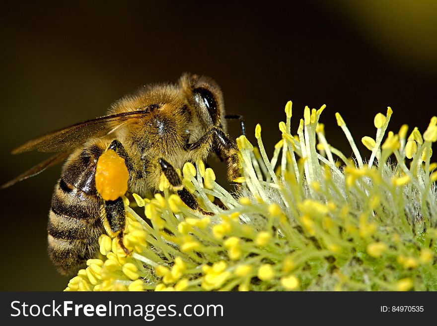 Honey Bee Zipping A Plant