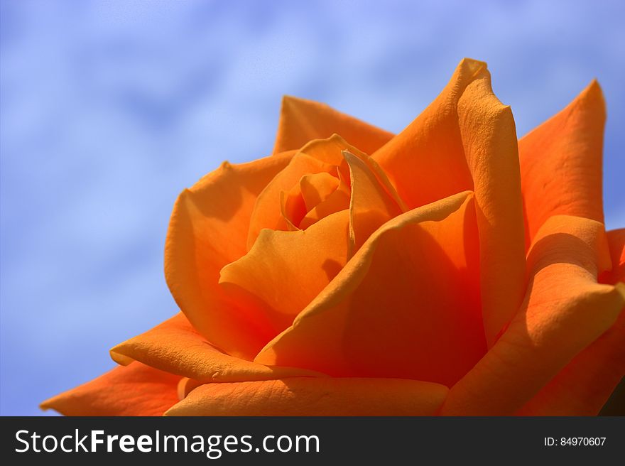 Orange Rose