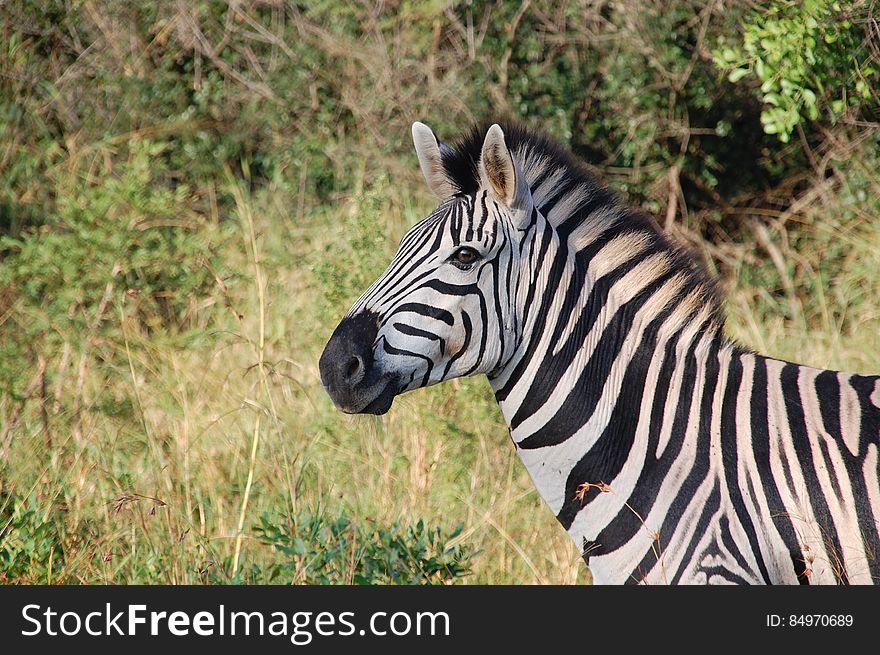 Zebra Near Green Plants