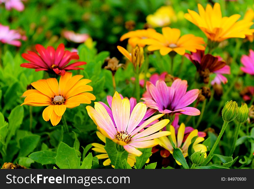 Colorful flowers on green meadow.