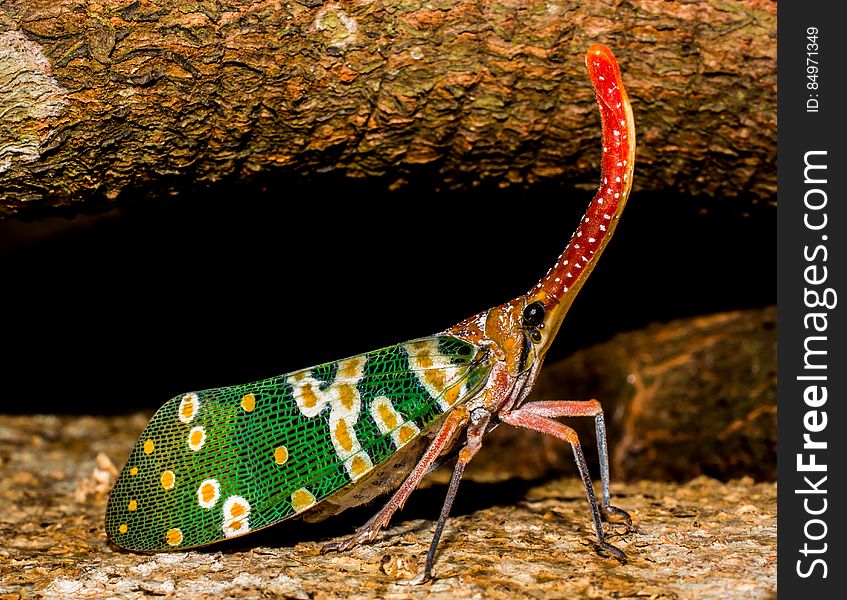 Green Yellow and Red Multicolored Insect in Close Up Photography
