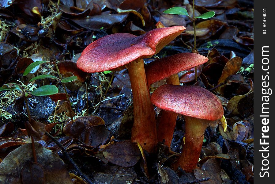 The blood-red colour of the cap gills and stem of this beautiful mushroom fully justify the common name of this webcap. It is readily distinguished from the closely-related Cortinarius semisanguineus &#x28;the specific epithet means half blood-red because the latter has blood-red gills beneath a pale olive-brown cap - hence its common name the Surprise Webcap. The Bloodred Webcap is found mainly in coniferous woodland and particularly in dark, damp and mossy forests. The blood-red colour of the cap gills and stem of this beautiful mushroom fully justify the common name of this webcap. It is readily distinguished from the closely-related Cortinarius semisanguineus &#x28;the specific epithet means half blood-red because the latter has blood-red gills beneath a pale olive-brown cap - hence its common name the Surprise Webcap. The Bloodred Webcap is found mainly in coniferous woodland and particularly in dark, damp and mossy forests.