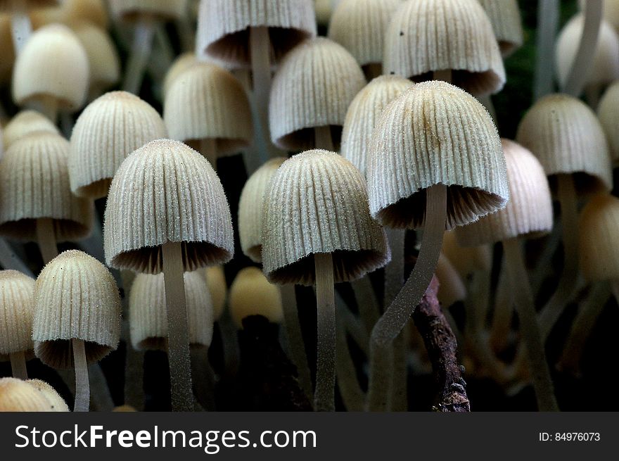 The Fairy Inkcap, Coprinellus disseminatus, rarely ventures forth alone or even with just a few friends; more often it forms dense masses swarming over rotting tree stumps and roots. These gregarious little fungi occur from early spring until the onset of winter, and they are at their most spectacular when the caps are young and pale - sometimes nearly pure white. It takes just two or three days for young white caps to turn grey and then begin blackening.