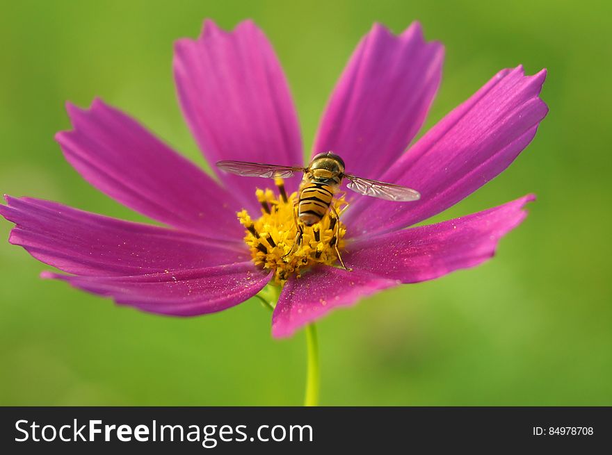 A Bee Collects Nectar, Turning Its Back On A Bright Pink Flower Cosmos, Green Blurred Background