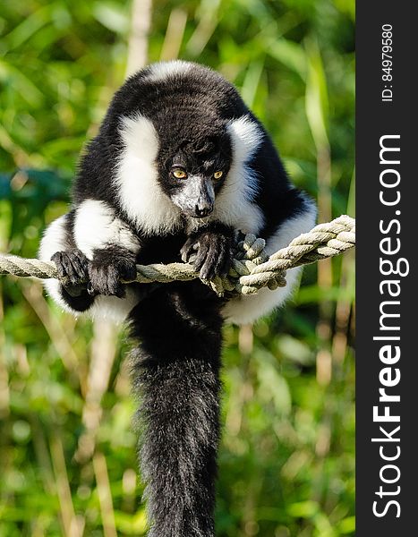 Black And White Ruffed Lemur