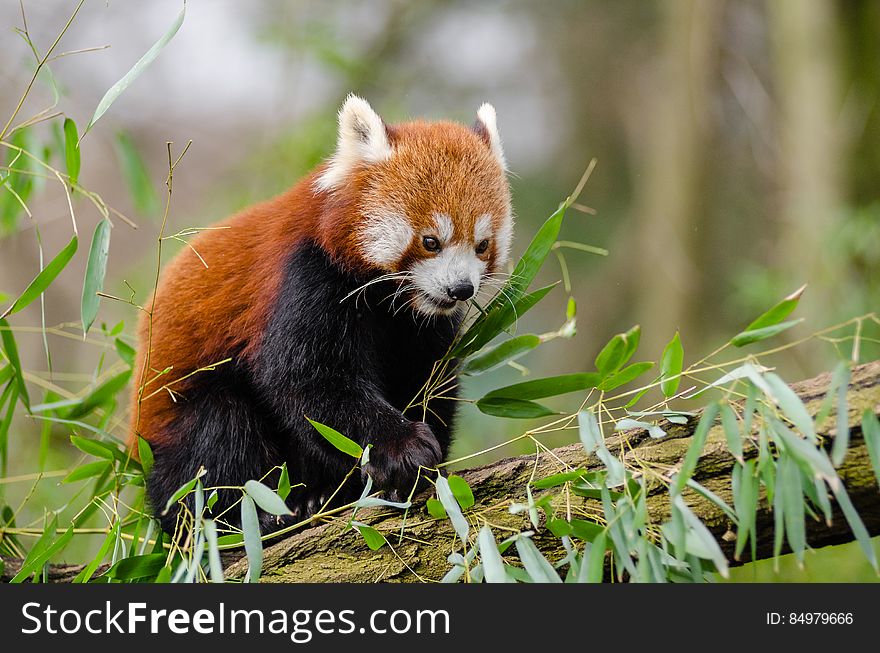 Red Panda