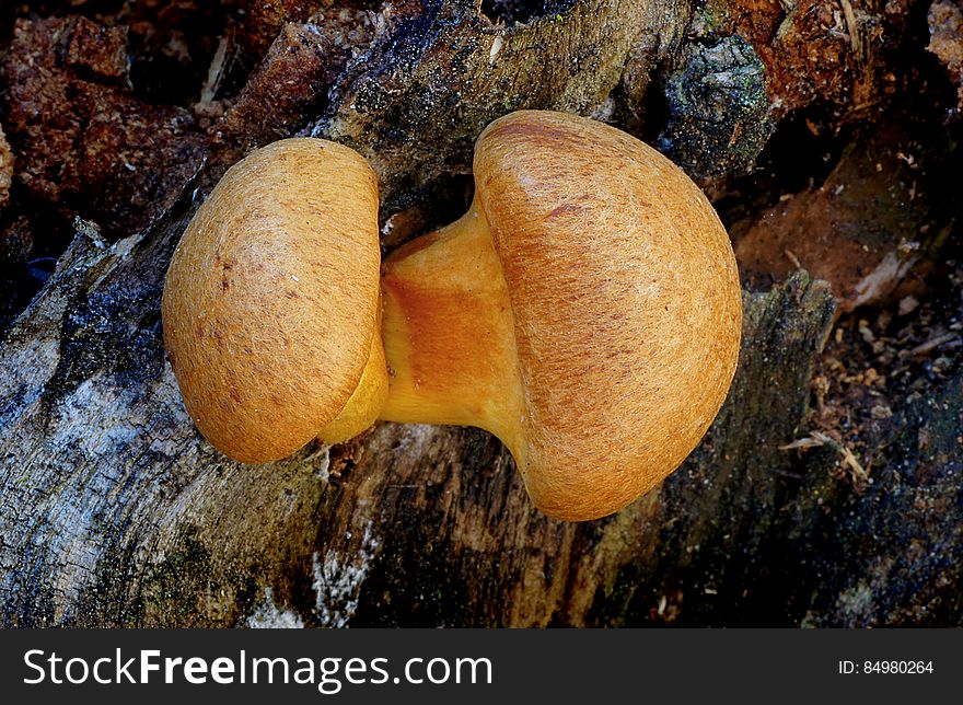 Gymnopilus is a genus of gilled mushrooms within the fungal family Strophariaceae containing about 200 rusty-orange spored mushroom species formerly divided among Pholiota and the defunct genus Flammula.