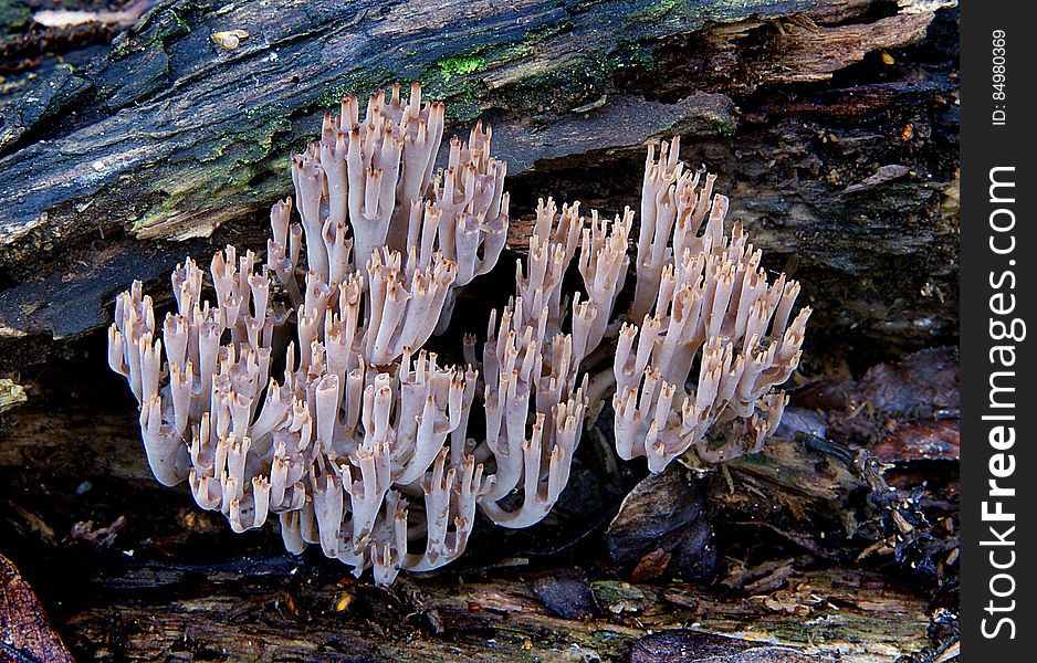 Grows on well rotted wood in groups. Coral-like in form often running down the length of wood. Has a much tighter upright form compared to the other similar species. Common name: None Found: Native Forest Substrate: Wood Spore: WhiteHeight: 80mm Width: 3 mm Season: Autumn Edible: No. Grows on well rotted wood in groups. Coral-like in form often running down the length of wood. Has a much tighter upright form compared to the other similar species. Common name: None Found: Native Forest Substrate: Wood Spore: WhiteHeight: 80mm Width: 3 mm Season: Autumn Edible: No