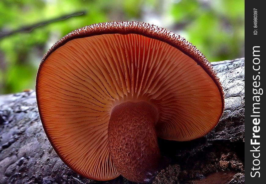 Tricholomopsis is a genus of fungi closely related to the large genus Tricholoma. Its best known member and type species is Tricholomopsis rutilans. The name means appearing like Tricholoma.