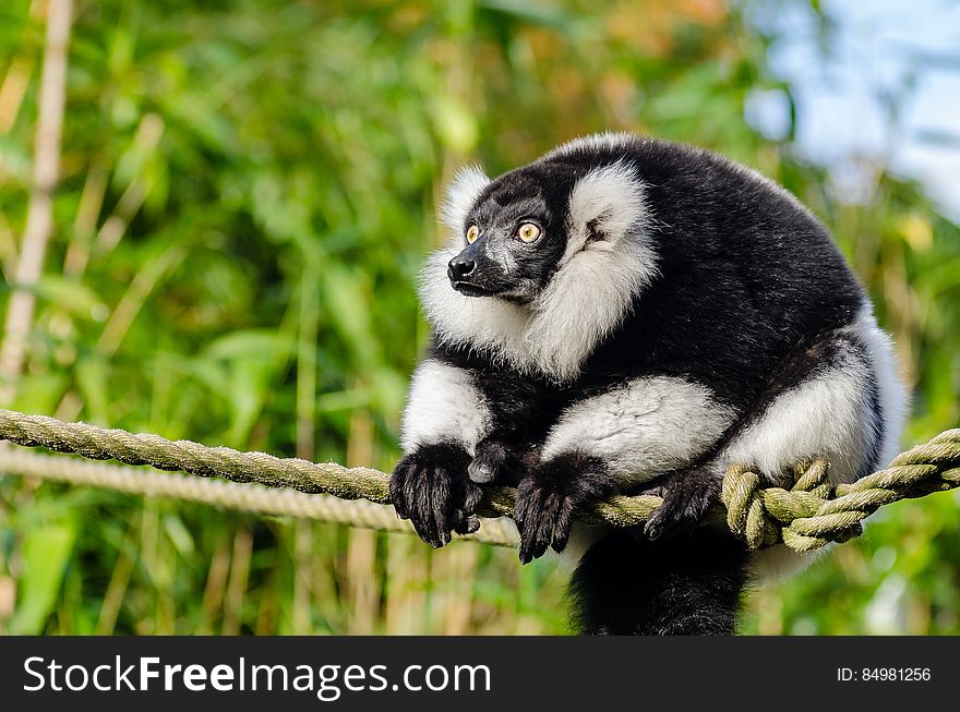 Black And White Ruffed Lemur