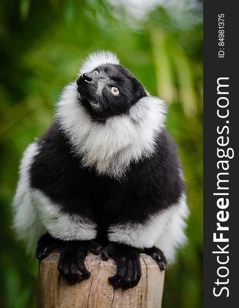 Black And White Ruffed Lemur