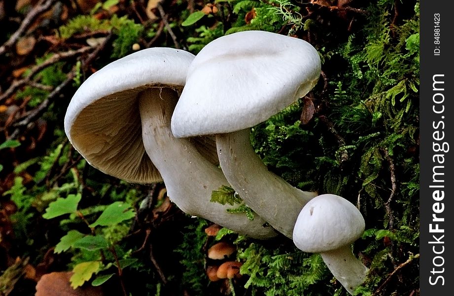 Hygrophorus is a genus of agarics &#x28;gilled mushrooms&#x29; in the family Hygrophoraceae. Called &#x22;woodwaxes&#x22; in the UK or &#x22;waxy caps&#x22; &#x28;together with Hygrocybe species&#x29; in North America, basidiocarps &#x28;fruit bodies&#x29; are typically fleshy, often with slimy caps and lamellae that are broadly attached to decurrent. All species are ground-dwelling and ectomycorrhizal &#x28;forming an association with living trees&#x29; and are typically found in woodland. Around 100 species are currently recognized worldwide. Fruit bodies of several species are considered edible and are sometimes offered for sale in local markets. Hygrophorus is a genus of agarics &#x28;gilled mushrooms&#x29; in the family Hygrophoraceae. Called &#x22;woodwaxes&#x22; in the UK or &#x22;waxy caps&#x22; &#x28;together with Hygrocybe species&#x29; in North America, basidiocarps &#x28;fruit bodies&#x29; are typically fleshy, often with slimy caps and lamellae that are broadly attached to decurrent. All species are ground-dwelling and ectomycorrhizal &#x28;forming an association with living trees&#x29; and are typically found in woodland. Around 100 species are currently recognized worldwide. Fruit bodies of several species are considered edible and are sometimes offered for sale in local markets.