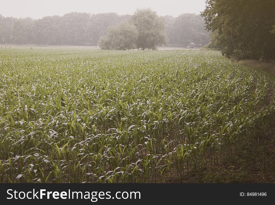 Corn Field