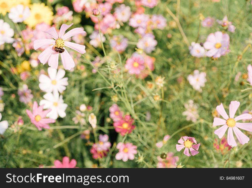 Summer Flowers In Garden