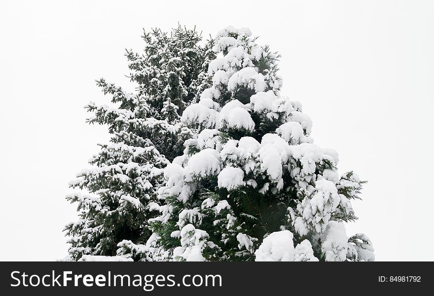 Snowy Christmas Tree