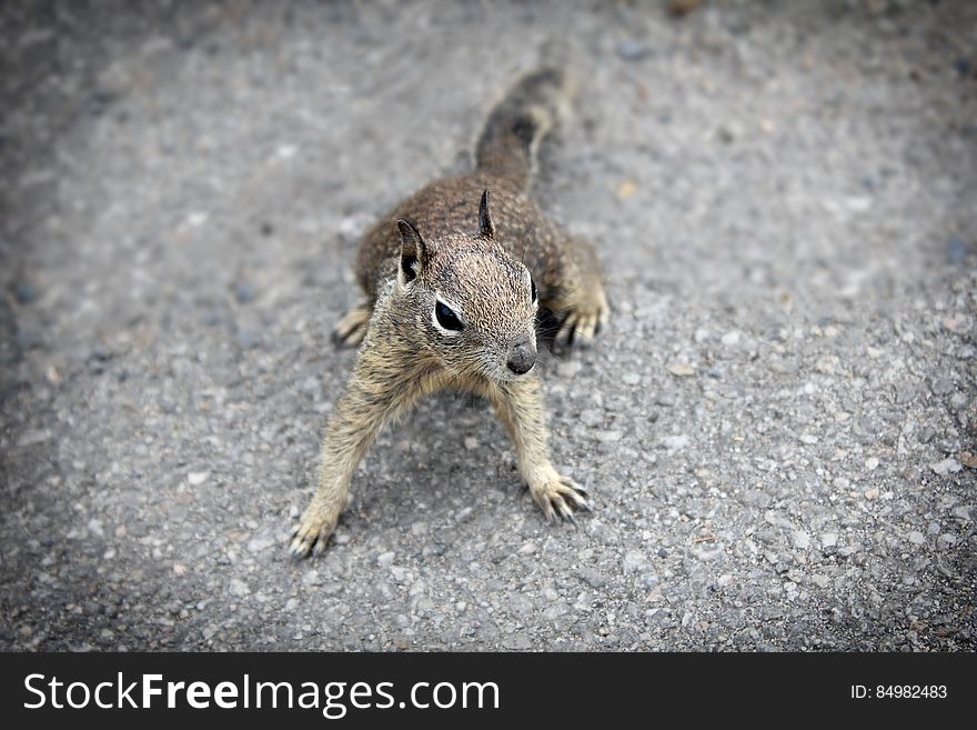 Week 7 &#x28;February 15-21&#x29; Squirrels