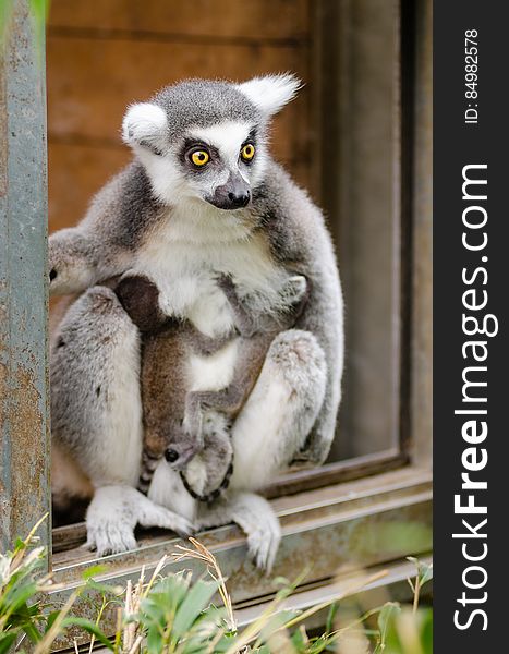 Ring-Tailed Lemur Babies