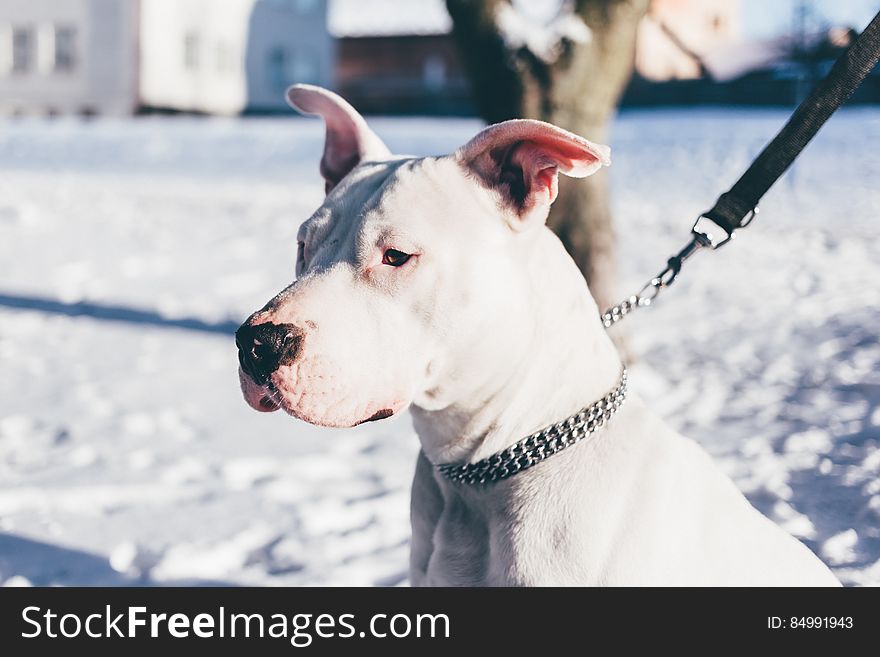 A pit bull terrier outdoors in the snow.