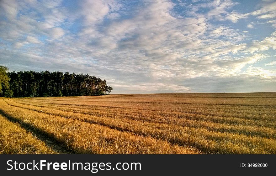 A cereal field after harvest in the autumn.